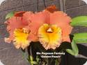 Rlc. Pegasus Fantasy Golden Peach